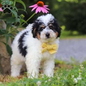 Tundra, Mini Bernedoodle Puppy